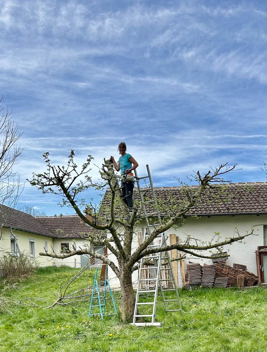 2025-04-27-Fichtenmopped-IMG_0629 Doris Wiedemann steht mit einer Kettensäge, also einem Fichtenmopped, auf einem Apfelbaum, um ihn zu schneiden
